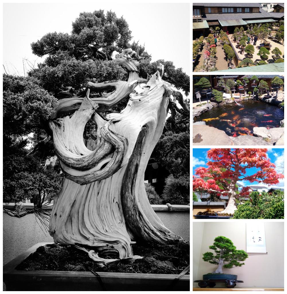 Photos of Shunka-en Bonsai Museum, Tokyo