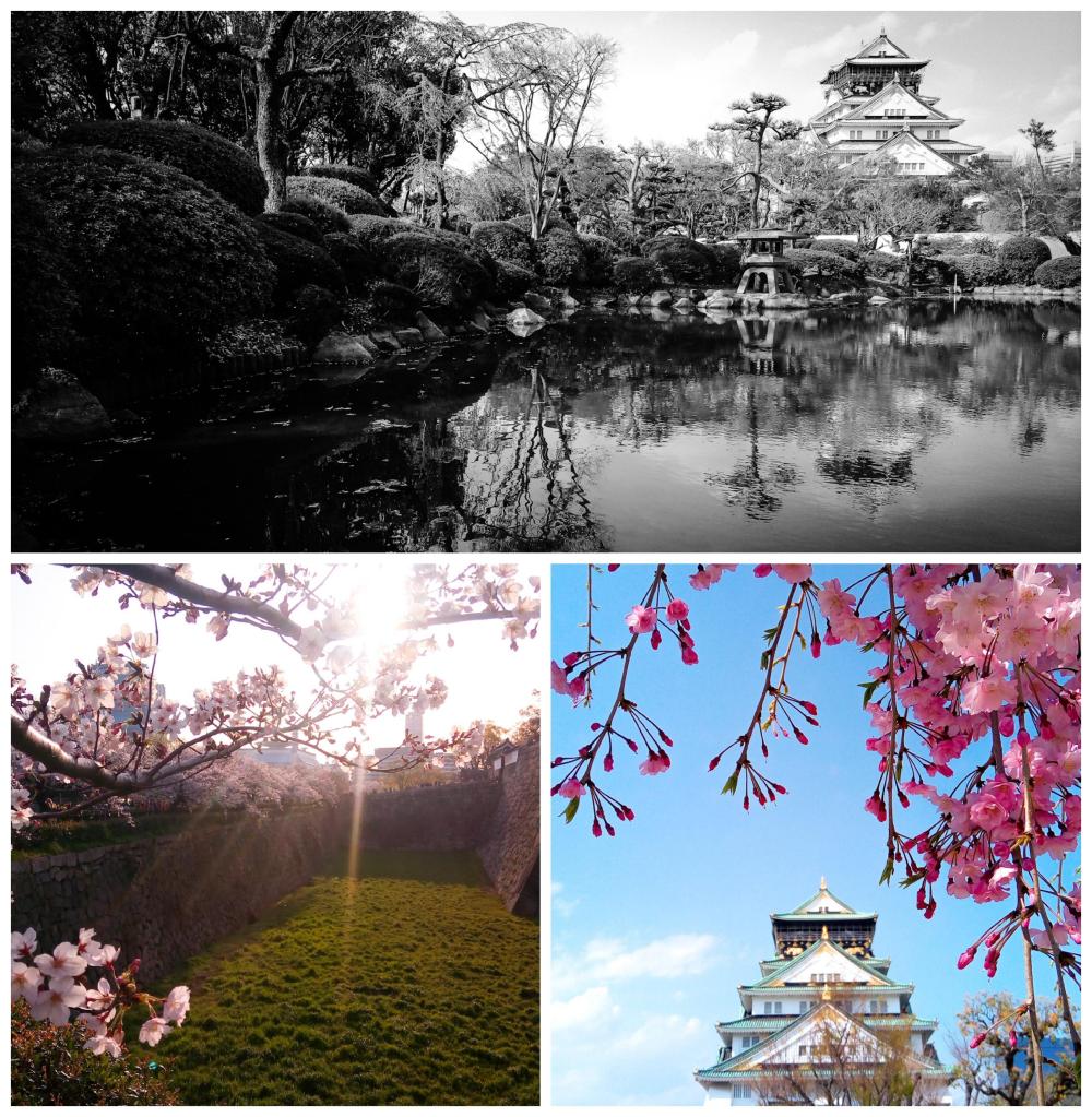 Photos of Osaka Castle in cherry blossom