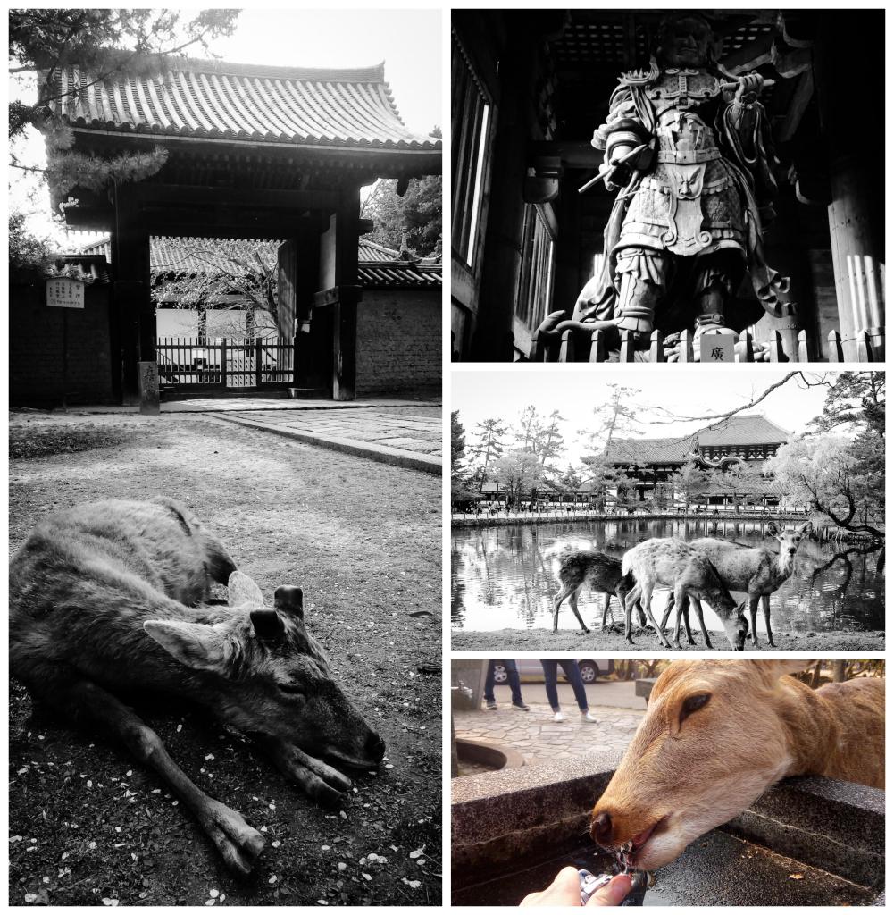 Photos of Nara Park and Todaiji Temple