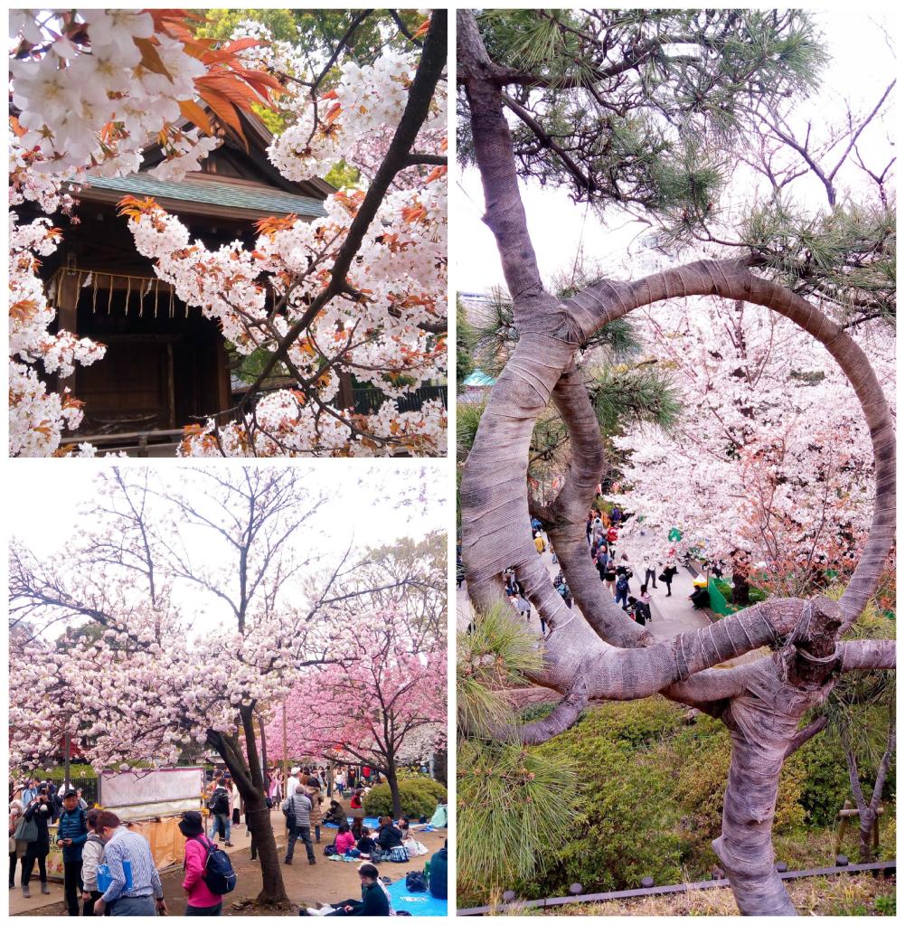 Photos of Ueno Park in cherry blossom