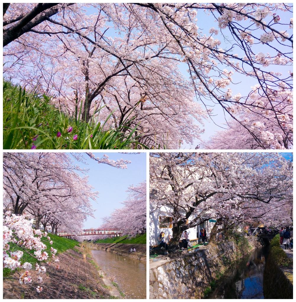 Photos of Nara cherry blossom