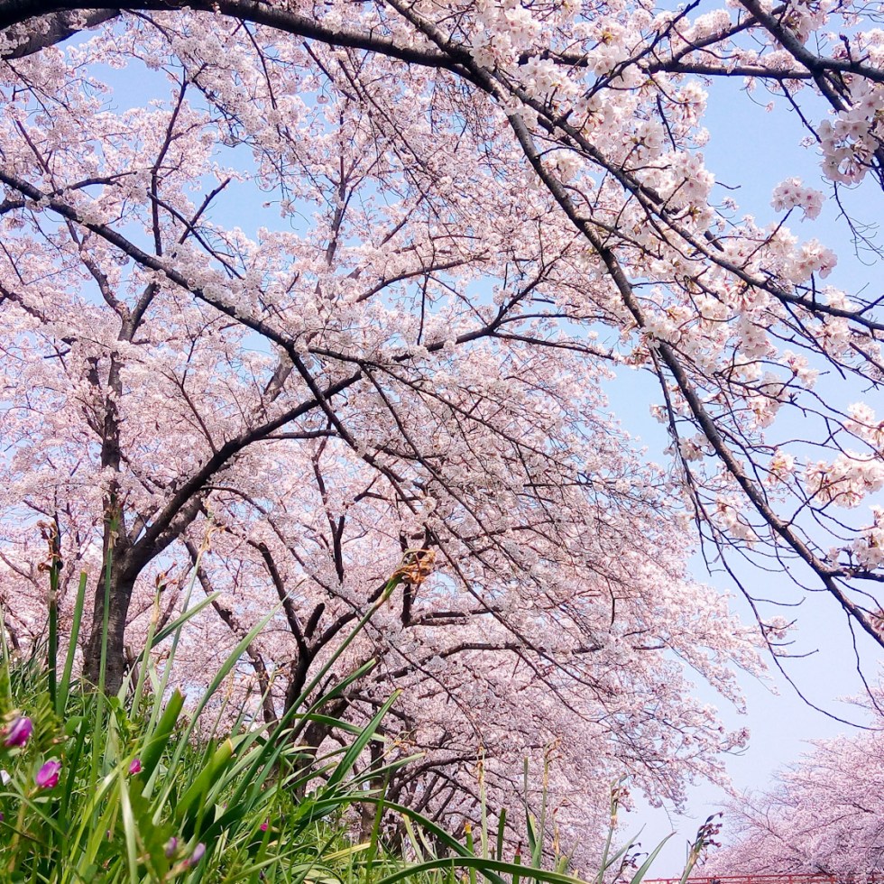 Urban photos – Kyuseki Teien, Nara, Japan. ‘River bank cherry blossom.’ Complete image from my latest travel art blog article 'Sakura Japan.' Now online - sketchbookexplorer.com @davidasutton @sketchbookexplorer Facebook.com/davidanthonysutton #photography #japan #nara #sakura #nature #spring #travel #travelblog #cherryblossom #cherryblossomseason #cherryblossomjapan