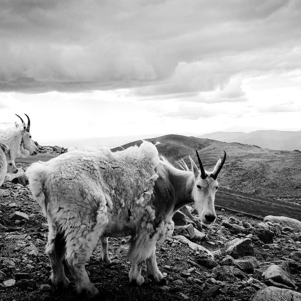 Nature photo – Clear Creek County, Colorado, US. ‘Mount Evans.’ Photograph from my latest travel art blog article 'Wild Colorado.' Now online - sketchbookexplorer.com @davidasutton @sketchbookexplorer Facebook.com/davidanthonysutton #photograph #photography #blackandwhite #us #clearcreek #colorado #mountevans #rockymountains #wild #travel #travelblog #unitedstates #northamerica #nature