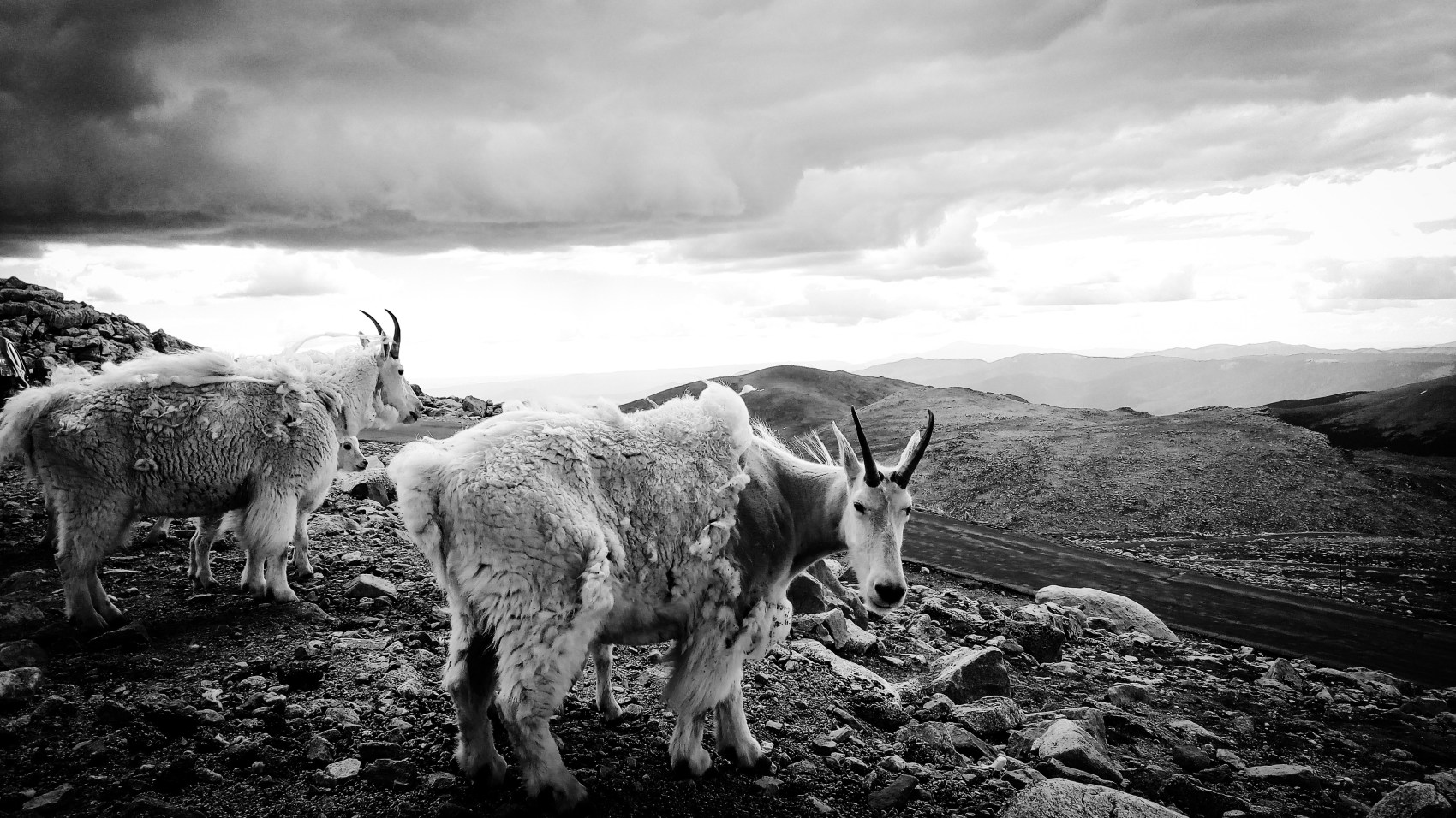 Nature photo – Clear Creek County, Colorado, US. ‘Mount Evans.’ Photograph from my latest travel art blog article 'Wild Colorado.' Now online - sketchbookexplorer.com @davidasutton @sketchbookexplorer Facebook.com/davidanthonysutton #photograph #photography #blackandwhite #us #clearcreek #colorado #mountevans #rockymountains #wild #travel #travelblog #unitedstates #northamerica #nature